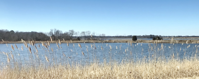 view from Route 9 near Port Penn, Delaware